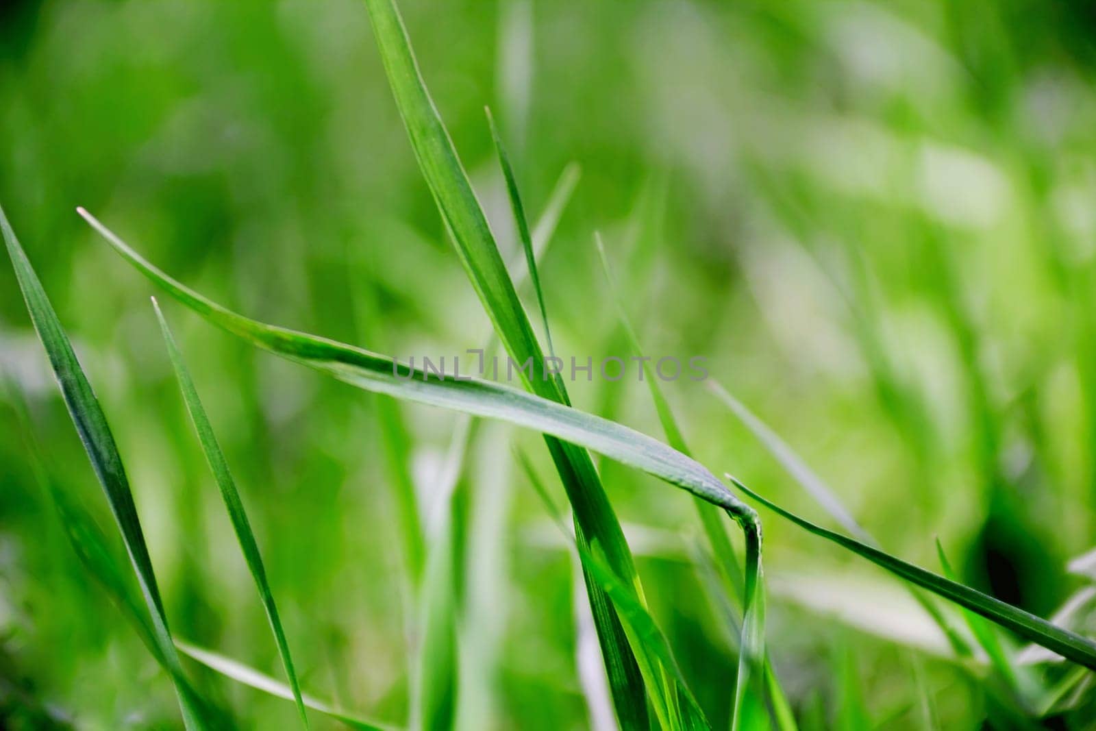 Summer picture of green saturate grass texture