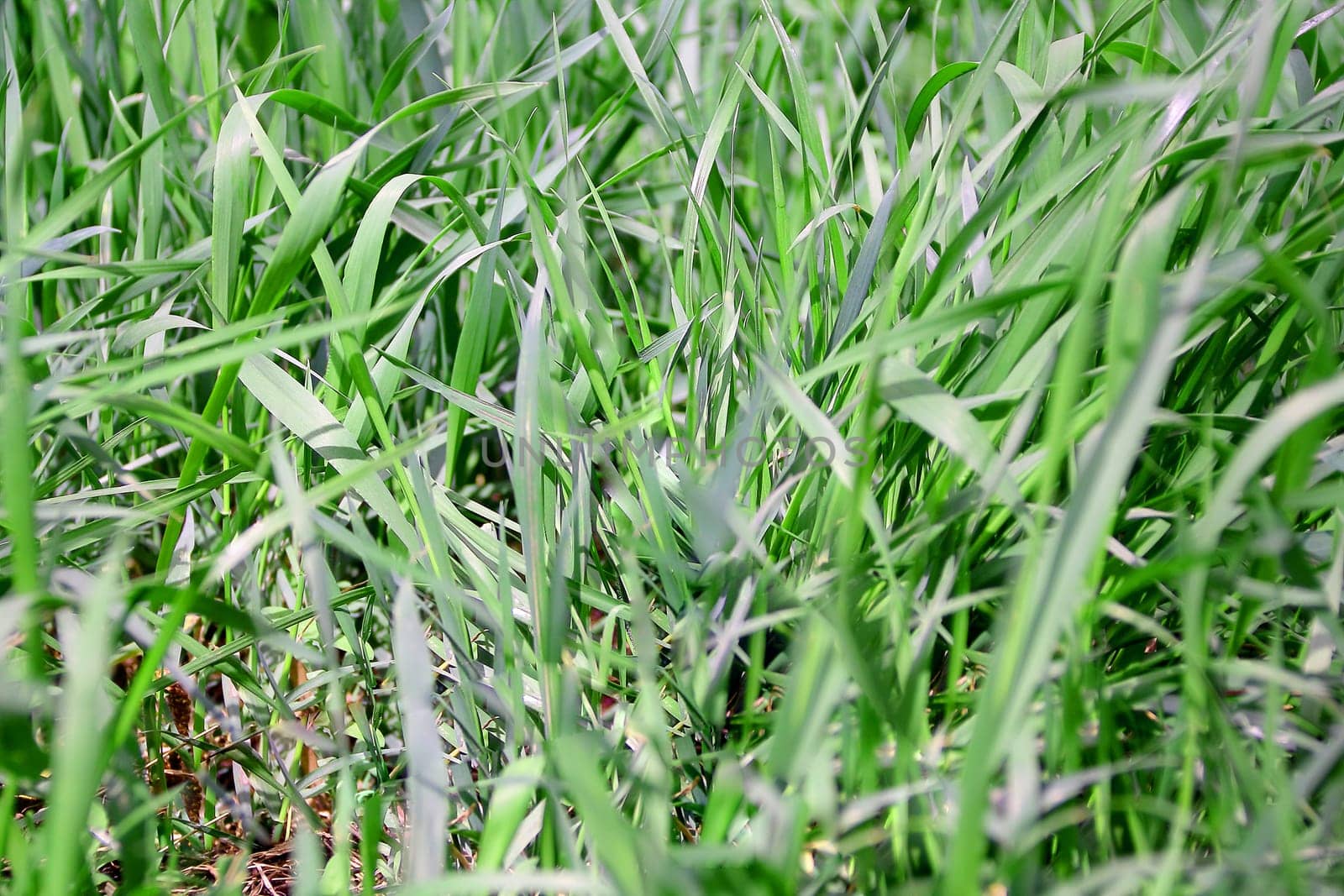 Summer picture of green saturate grass texture