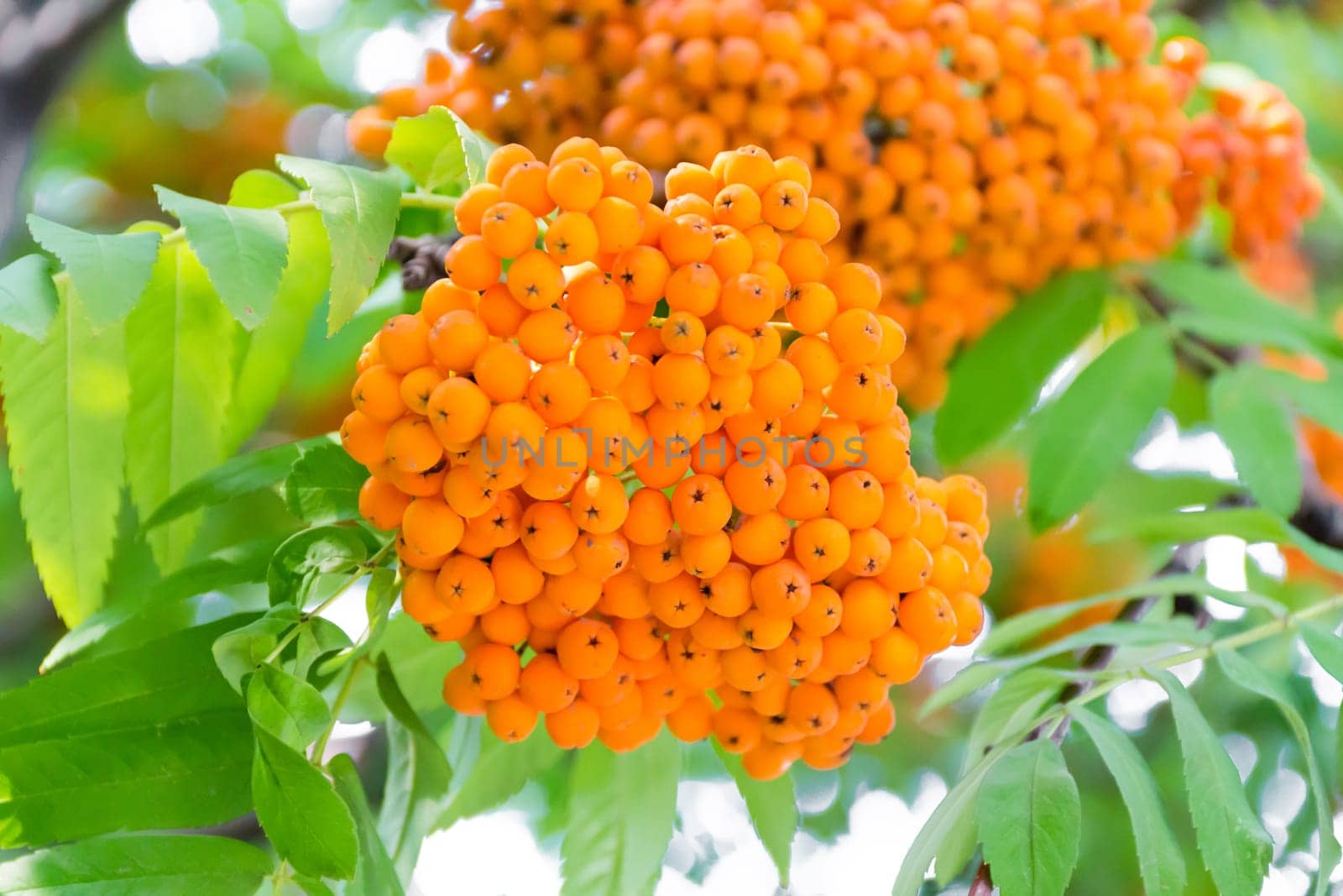 Photo of the yellow ripe rowanberry branch