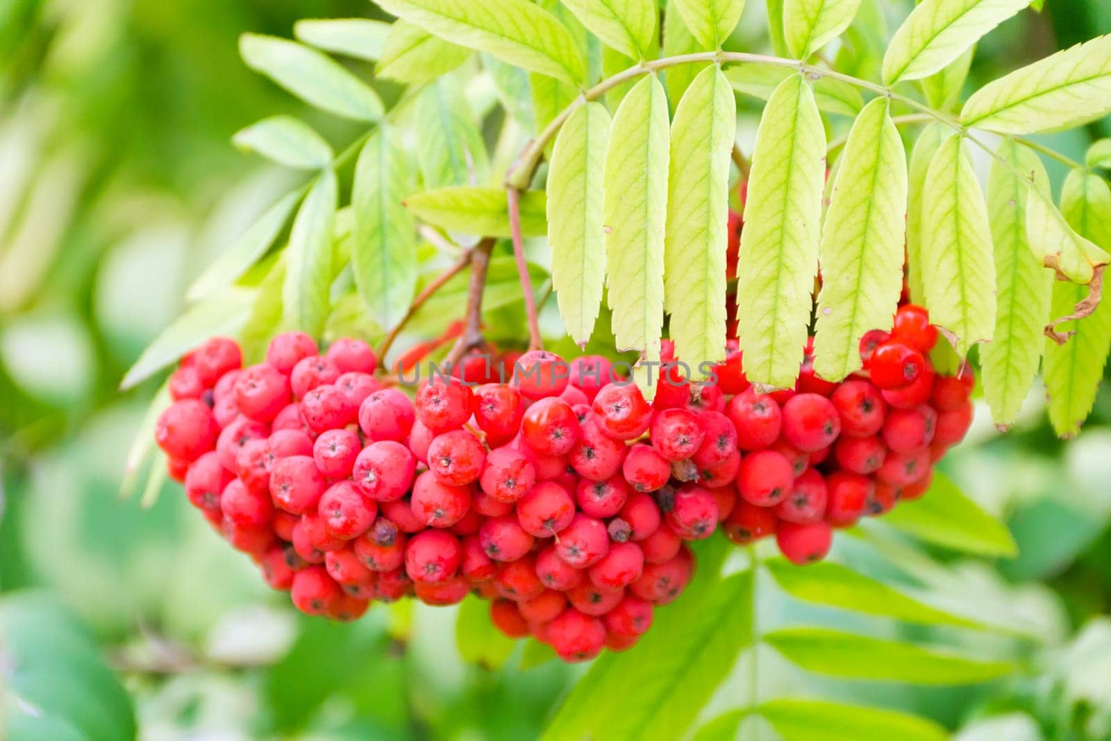 Photo of the red ripe rowanberry branch