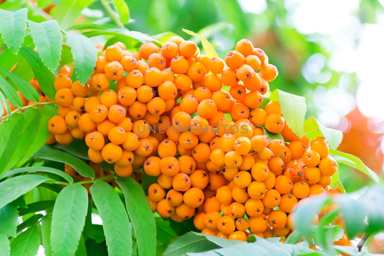 Photo of the yellow ripe rowanberry branch