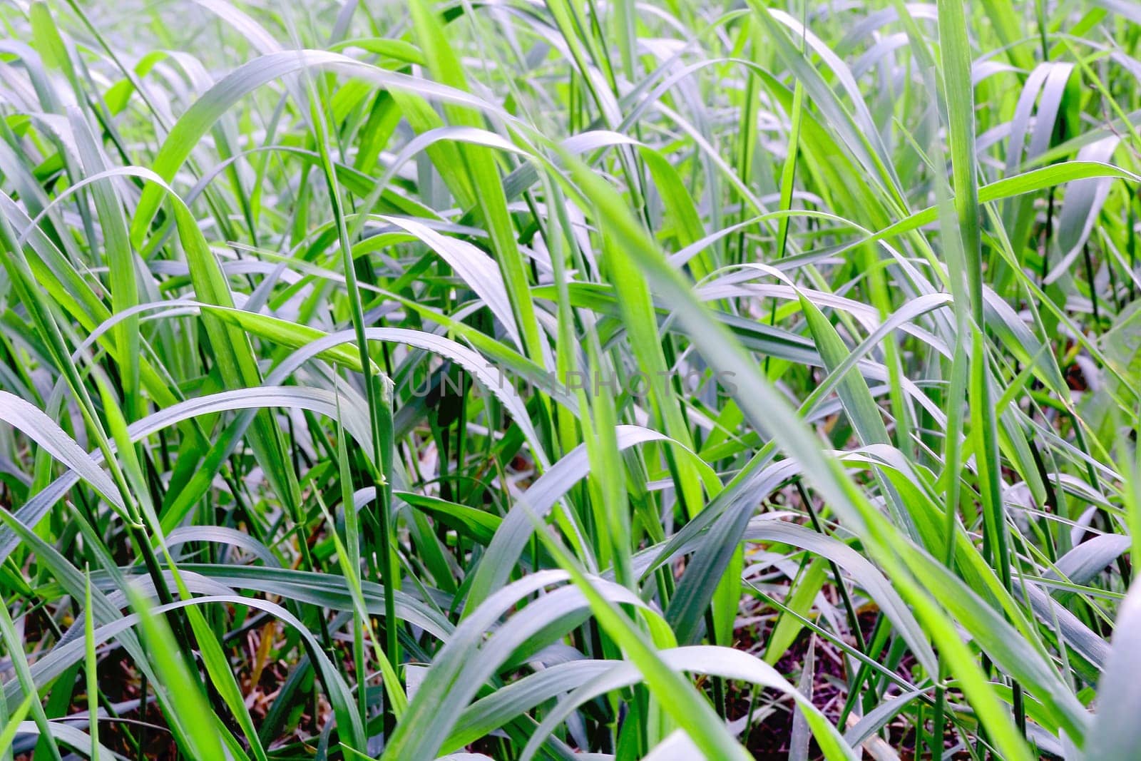 Summer picture of green saturate grass texture