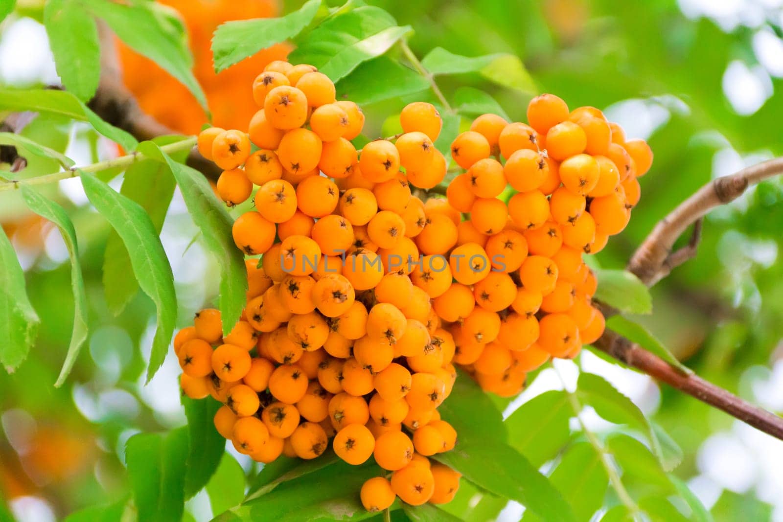 Photo of the yellow ripe rowanberry branch