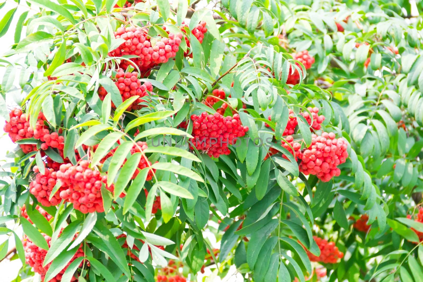 Photo of the red ripe rowanberry branch