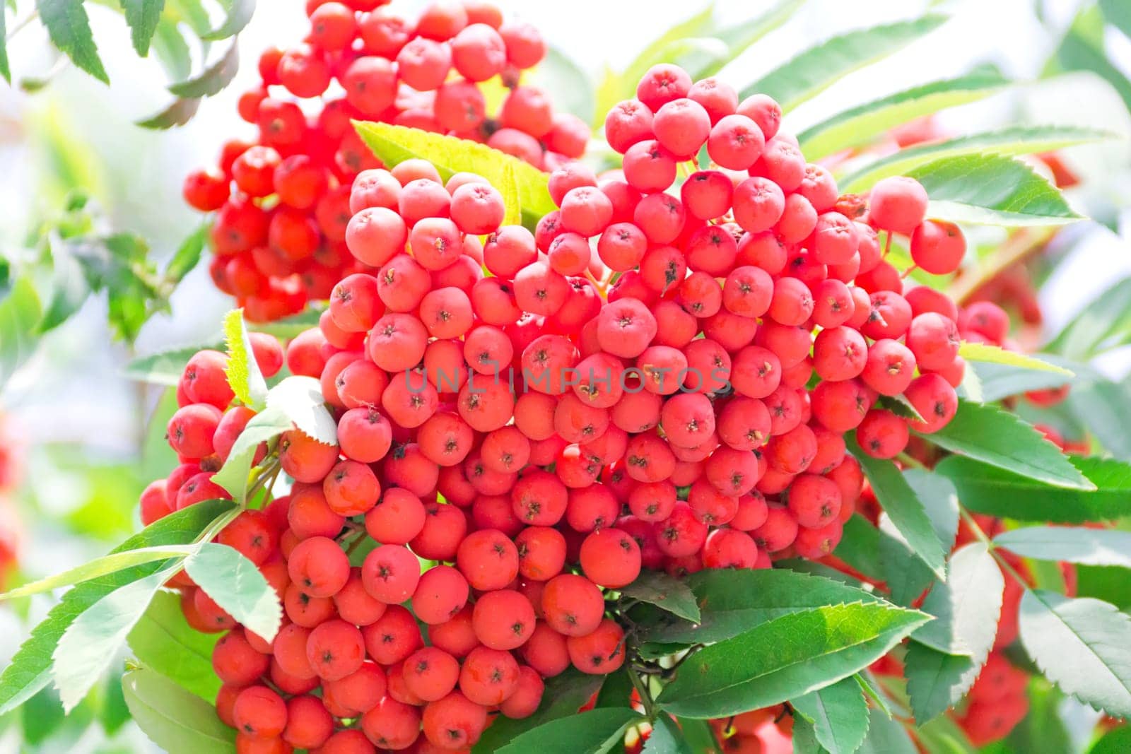 Photo of the red ripe rowanberry branch