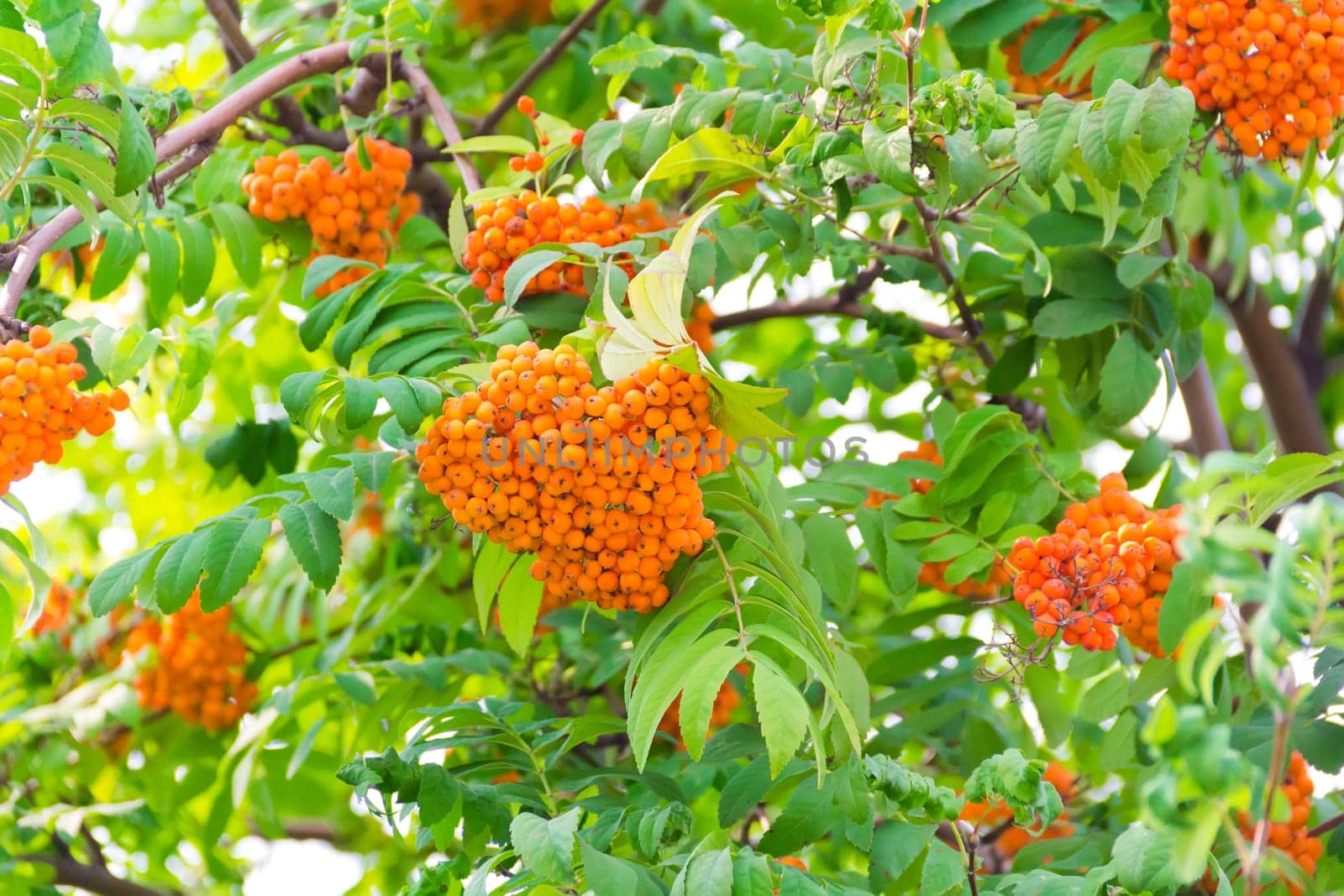 Photo of the yellow ripe rowanberry branch