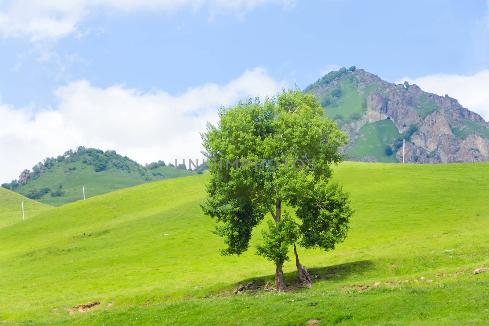 Summer mountain landscape with lonely green tree