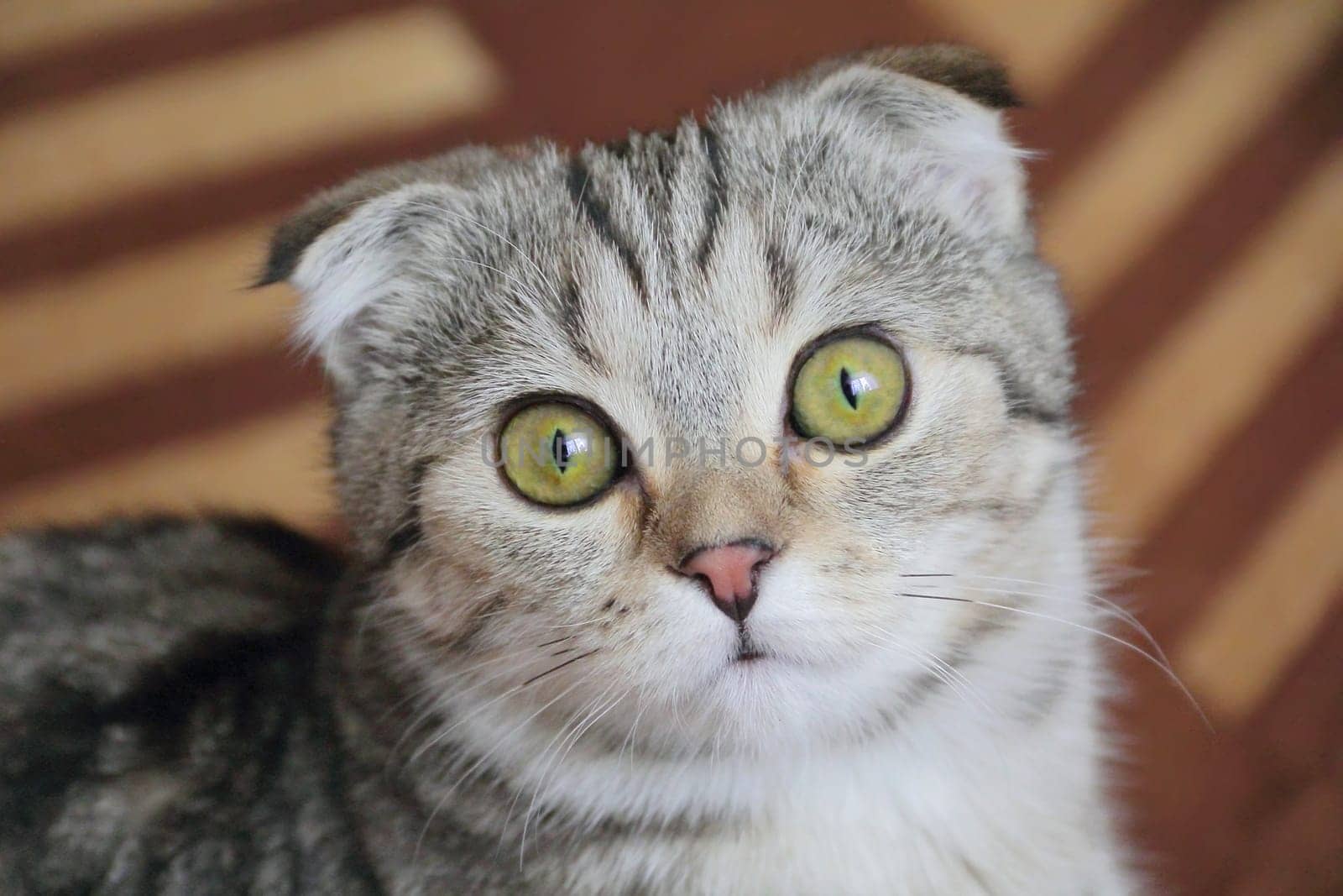 Image of cat's portrait with yellow eyes