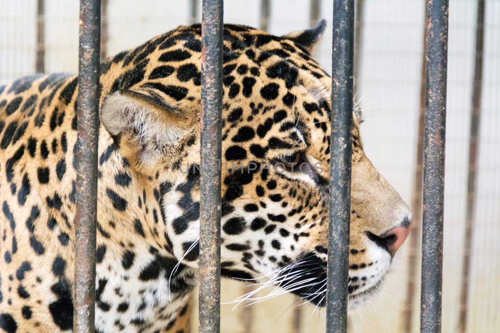 Photo of young leopard in cage at the zoo