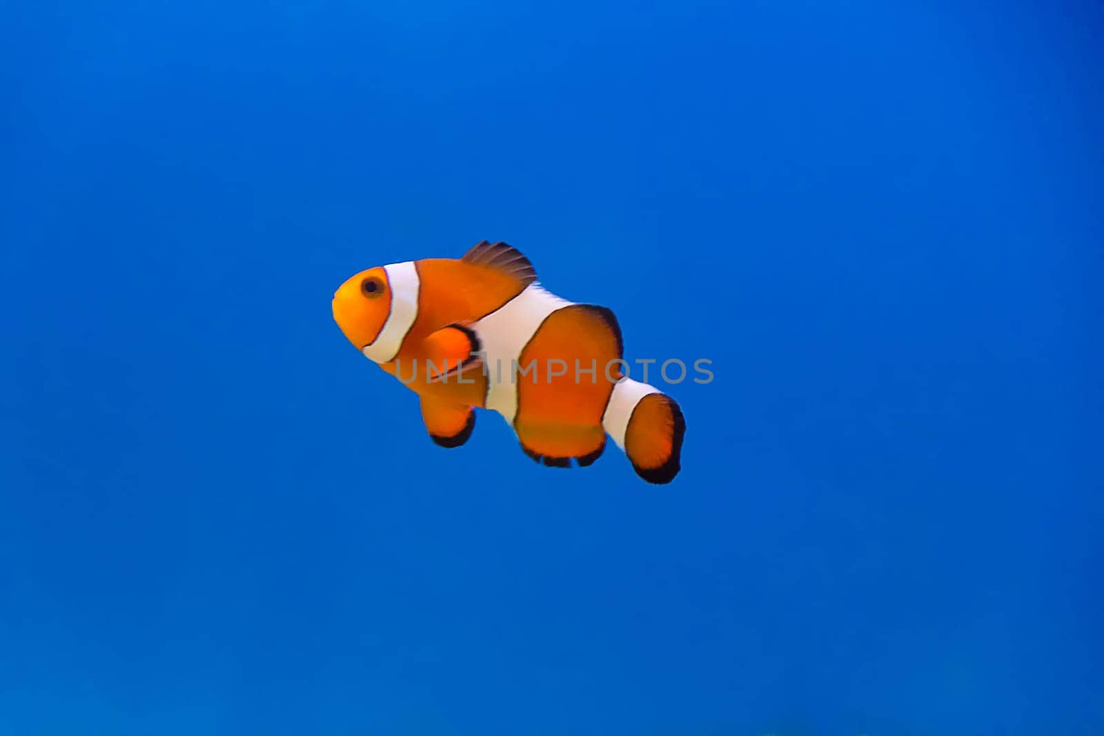 Image of clown fish in aquarium water