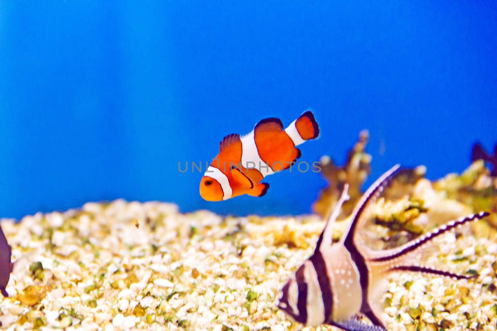 Photo of aquarium clown fish in turquoise water