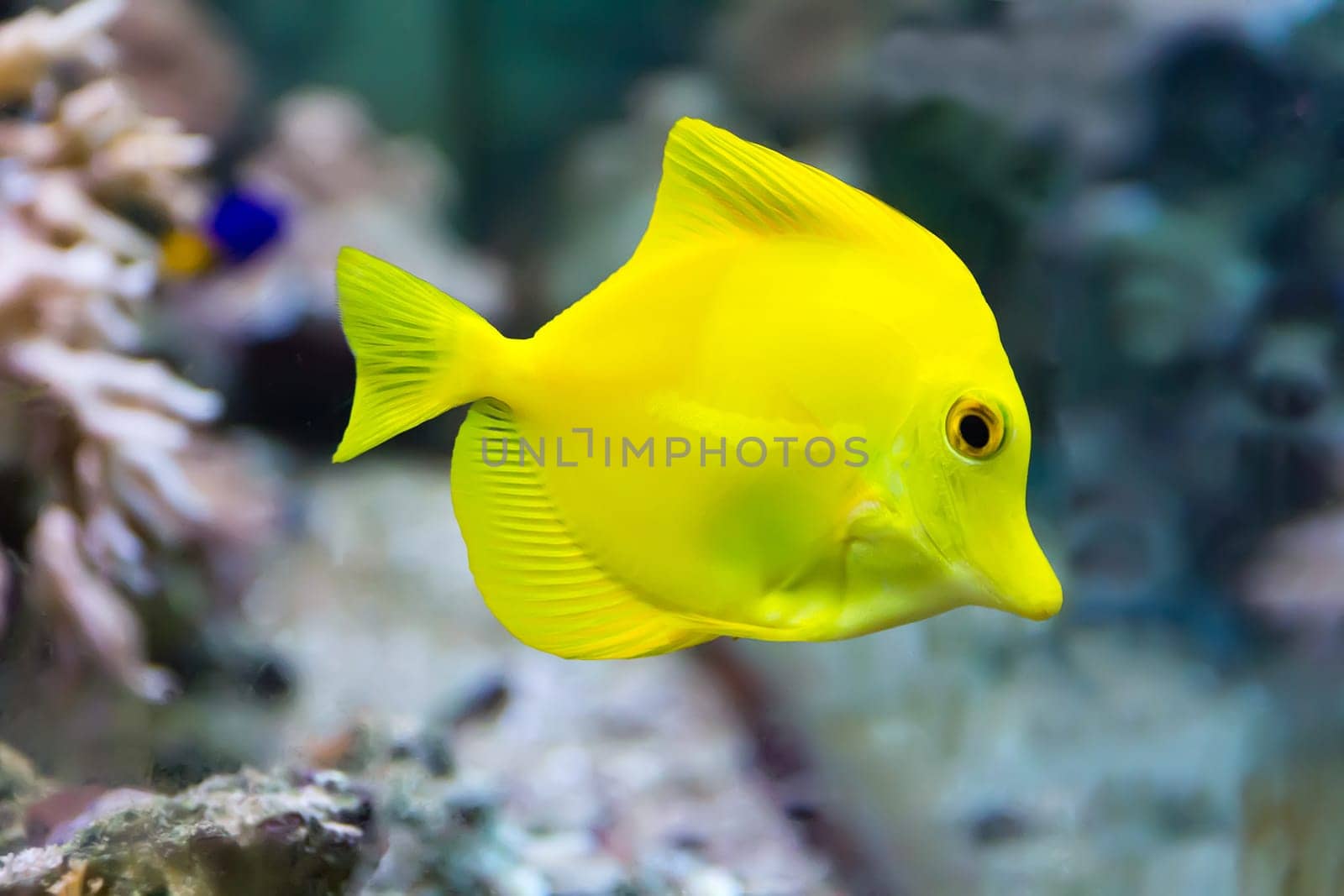 Image of zebrasoma yellow tang fish in aquarium