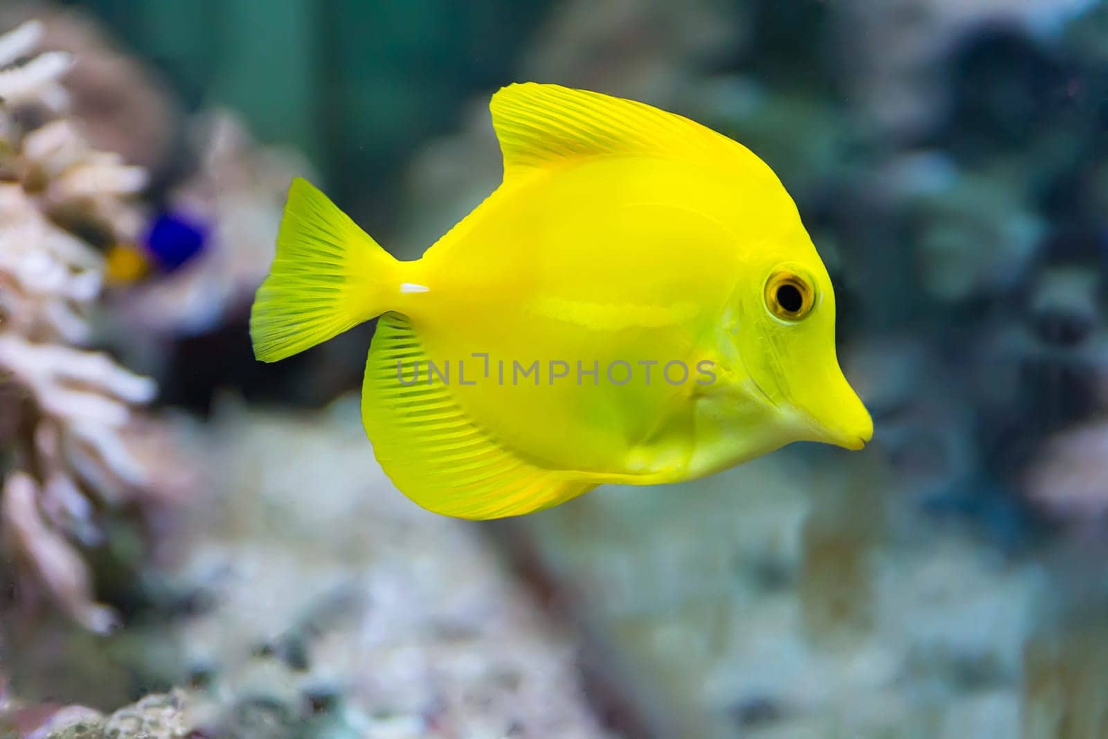 Image of zebrasoma yellow tang fish in aquarium