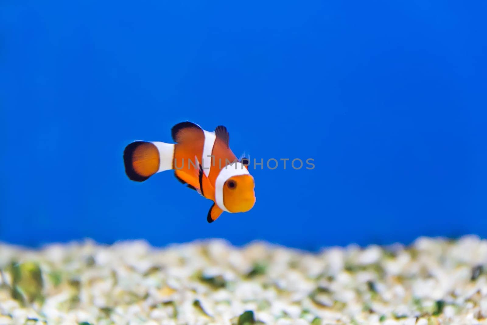 Image of clown fish in aquarium water