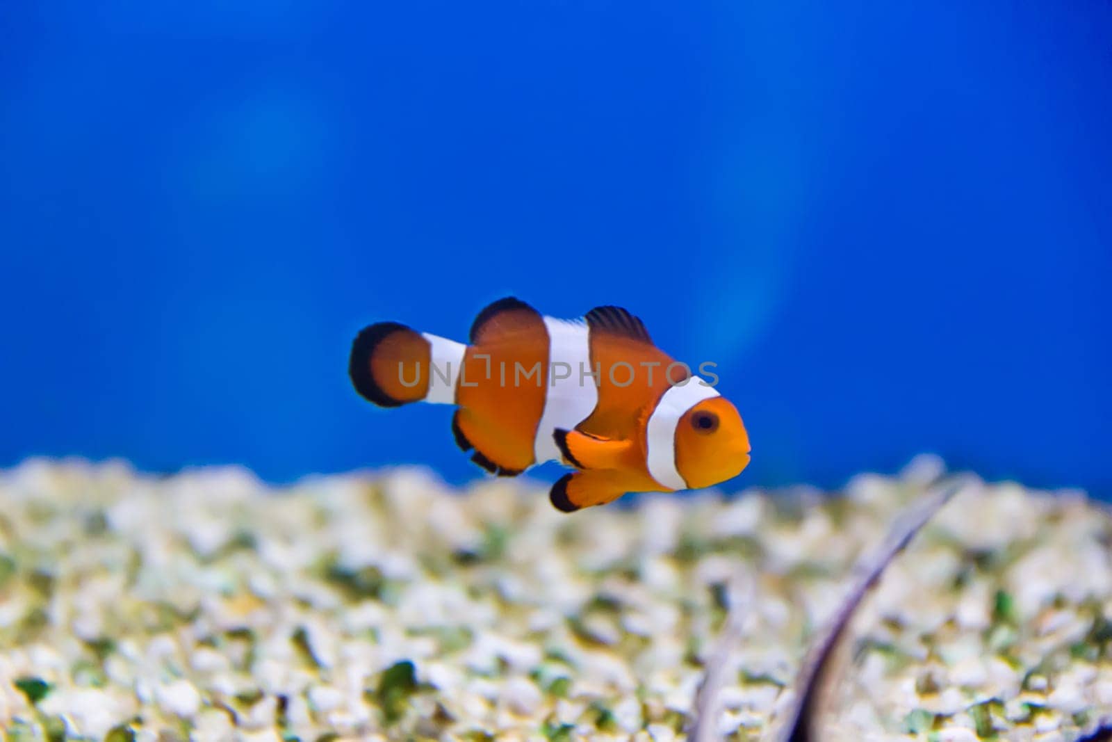 Image of clown fish in aquarium water