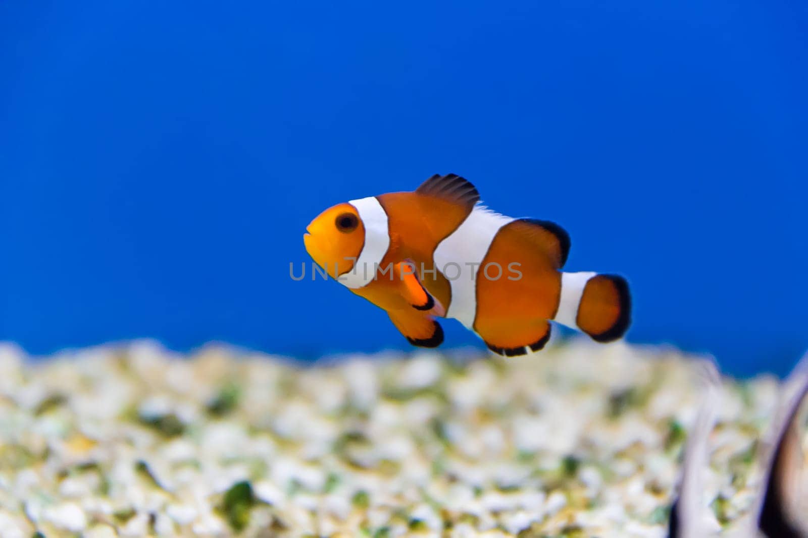 Image of clown fish in aquarium water
