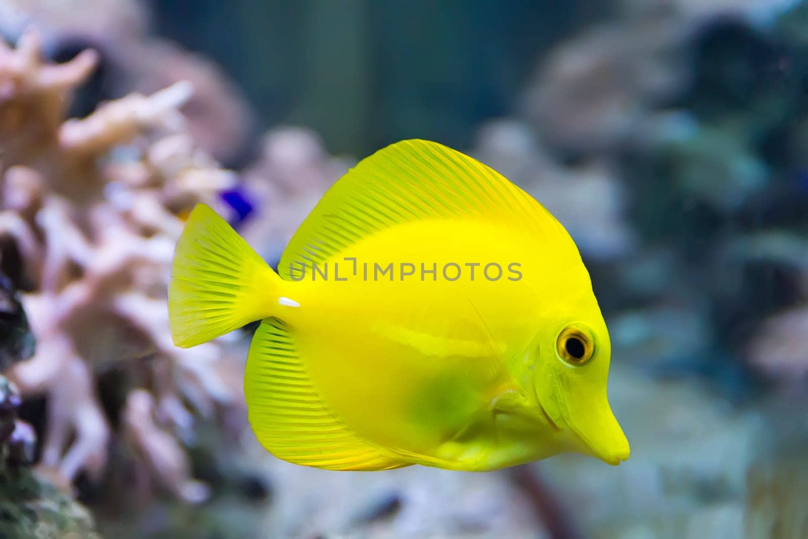 Image of zebrasoma yellow tang fish in aquarium