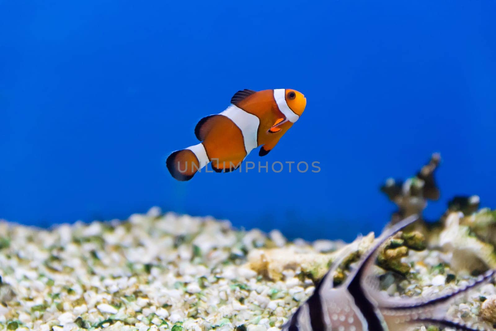 Image of clown fish in aquarium water