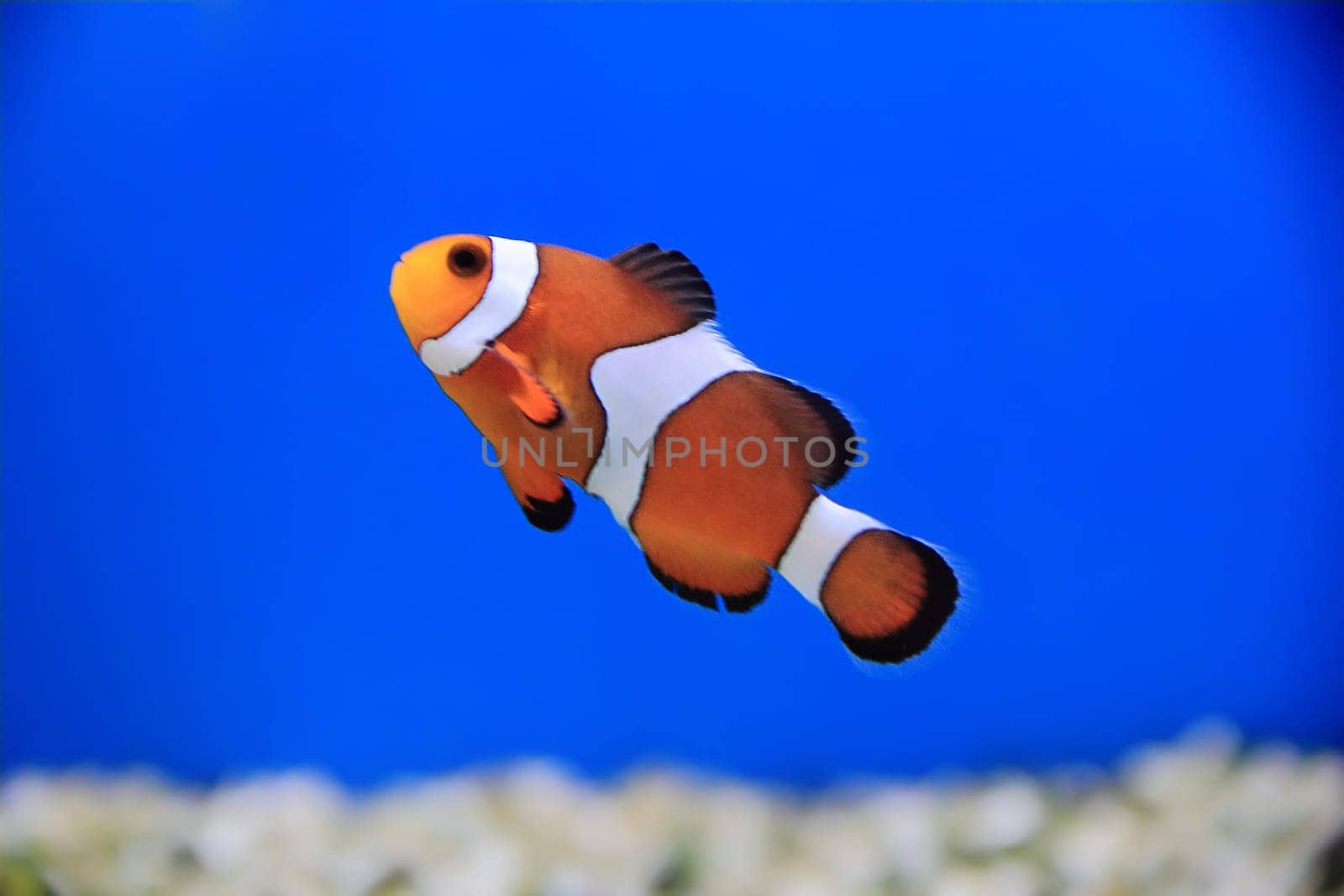 Image of clown fish in aquarium water