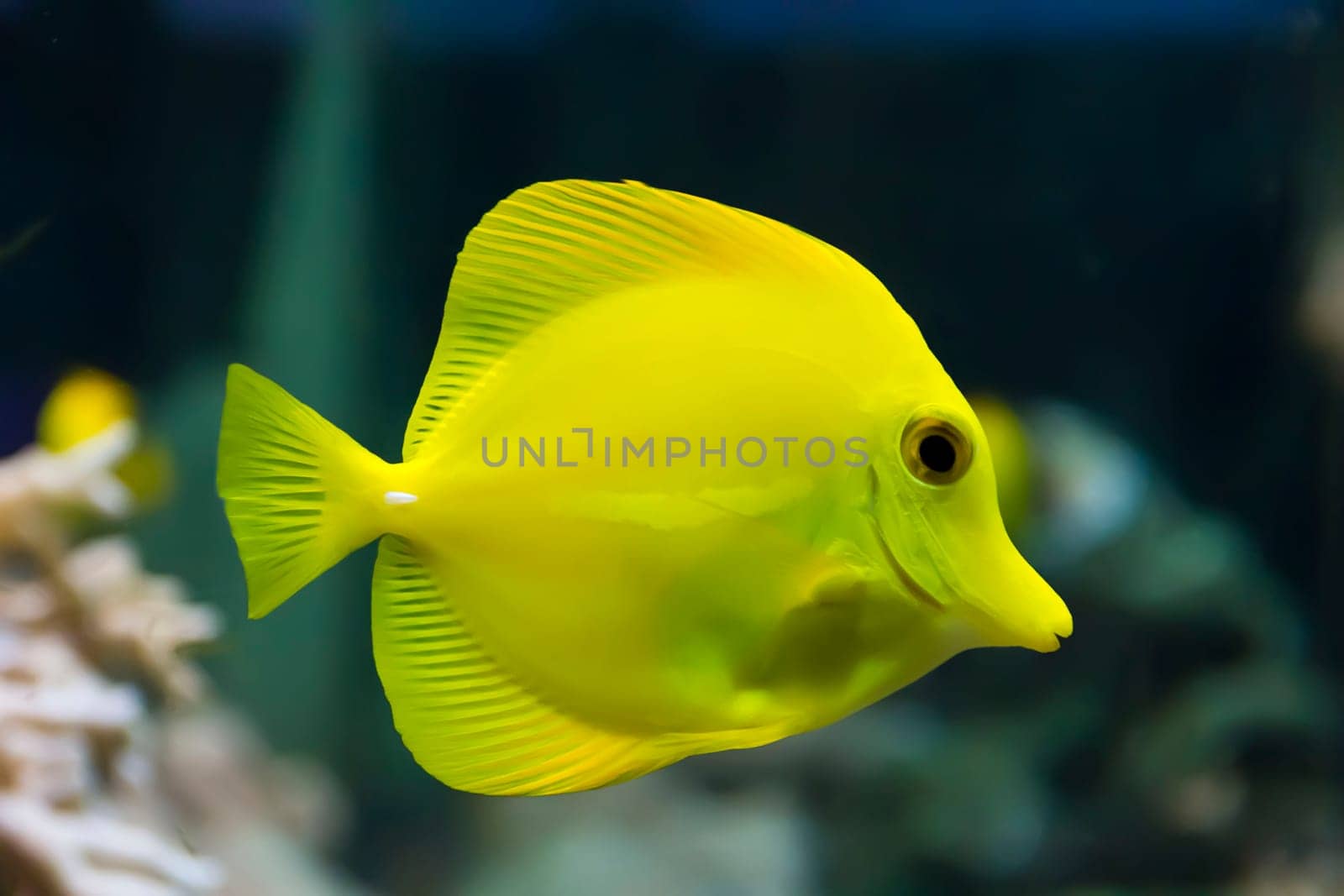 Image of zebrasoma yellow tang fish in aquarium