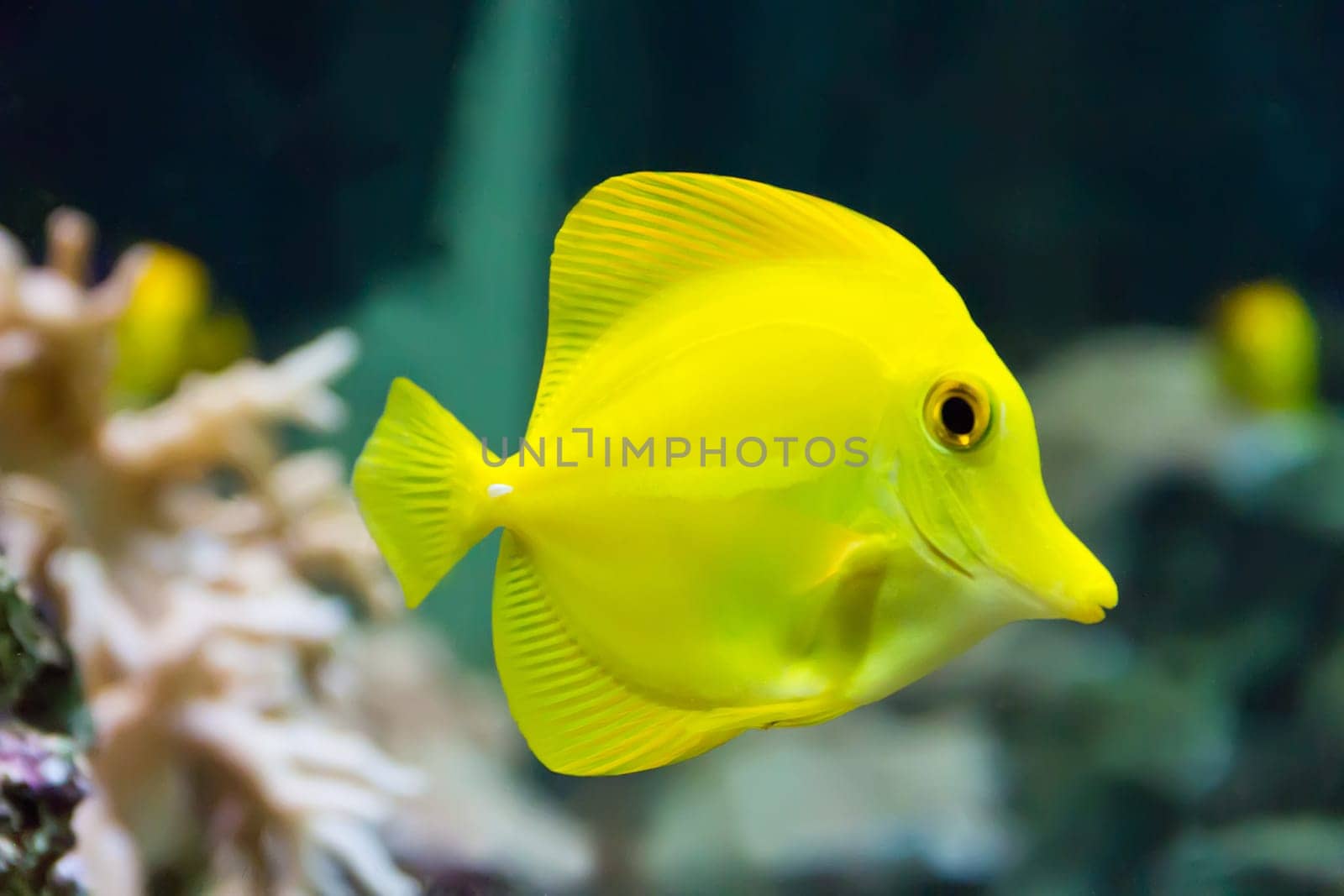 Image of zebrasoma yellow tang fish in aquarium