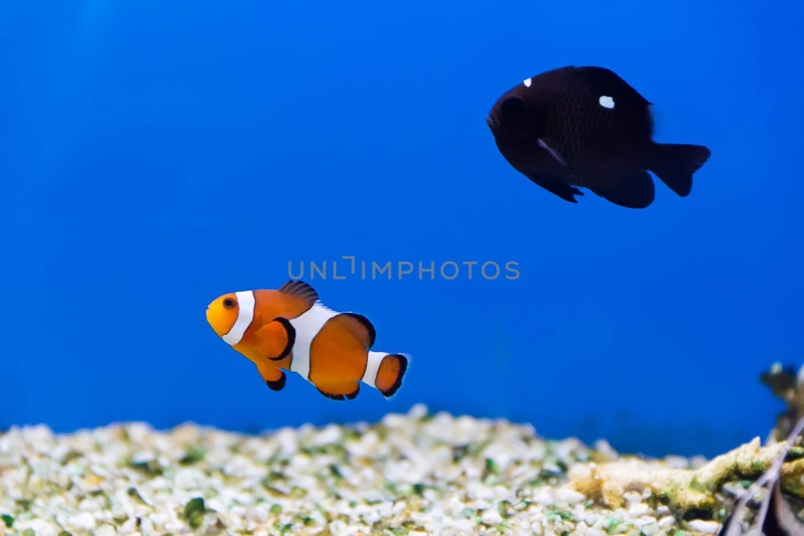 Image of clown fish and dascyllus in aquarium water