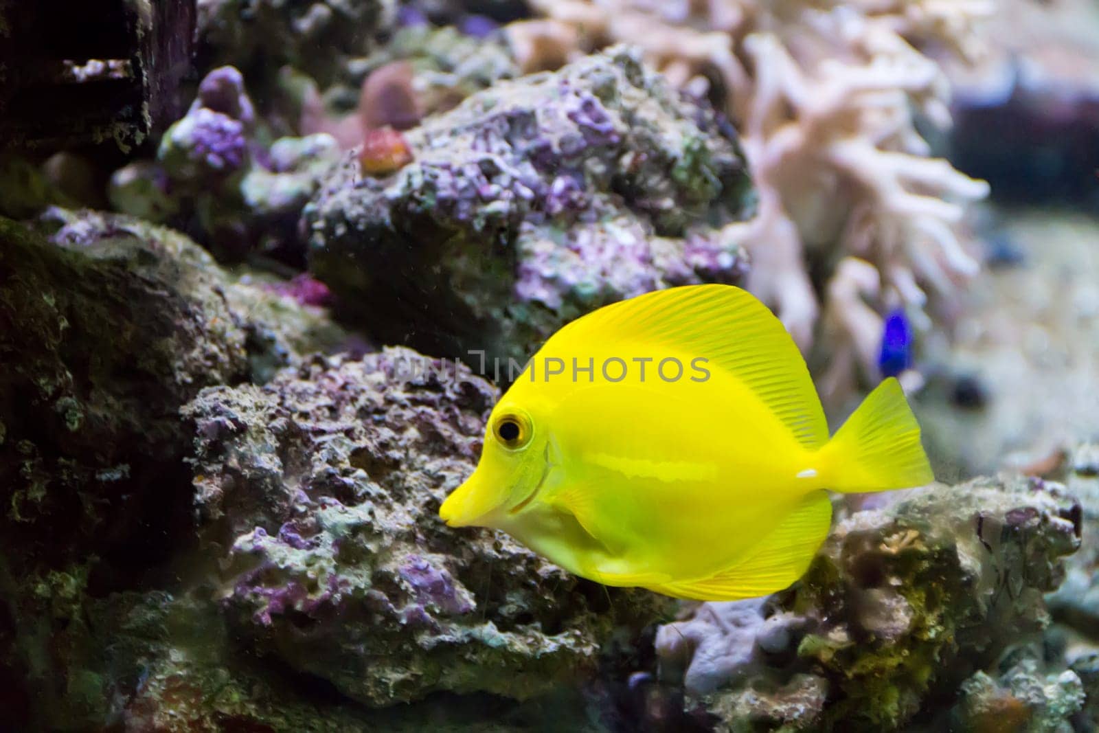 Image of zebrasoma yellow tang fish in aquarium