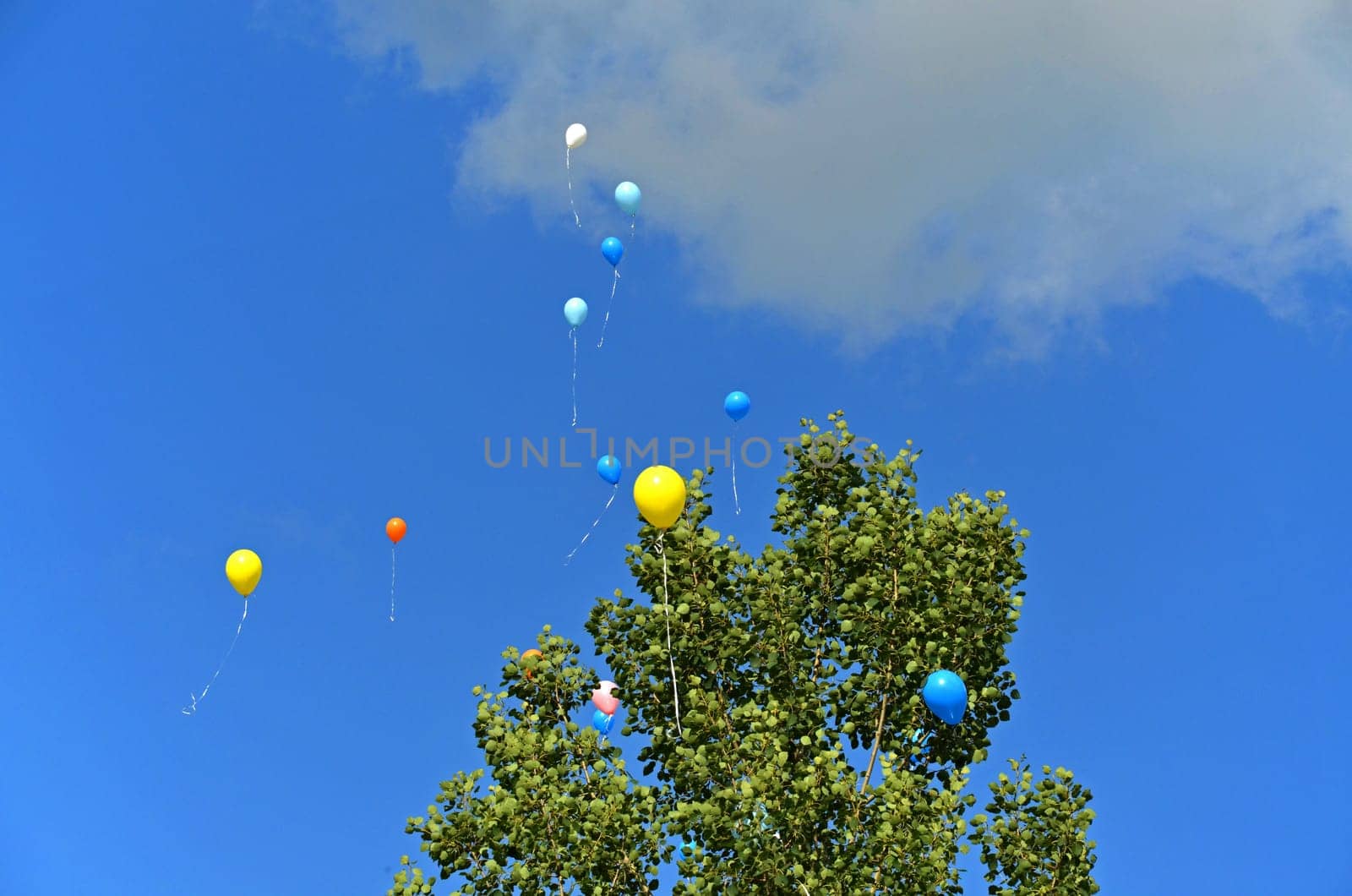 colorful balloons soar into the sky