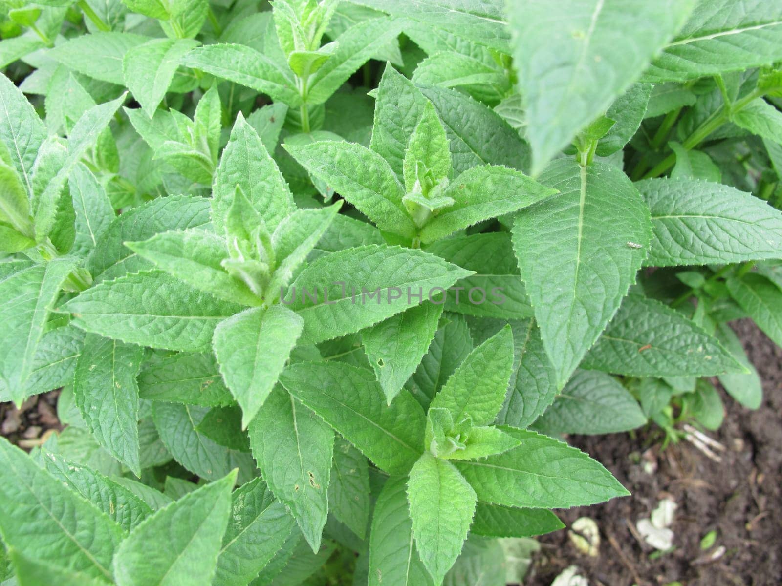 Water mint,Mentha aquatica