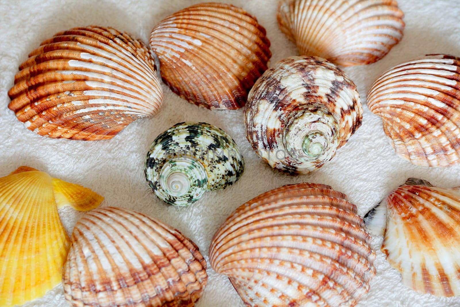 Image of seashells on the blue towel