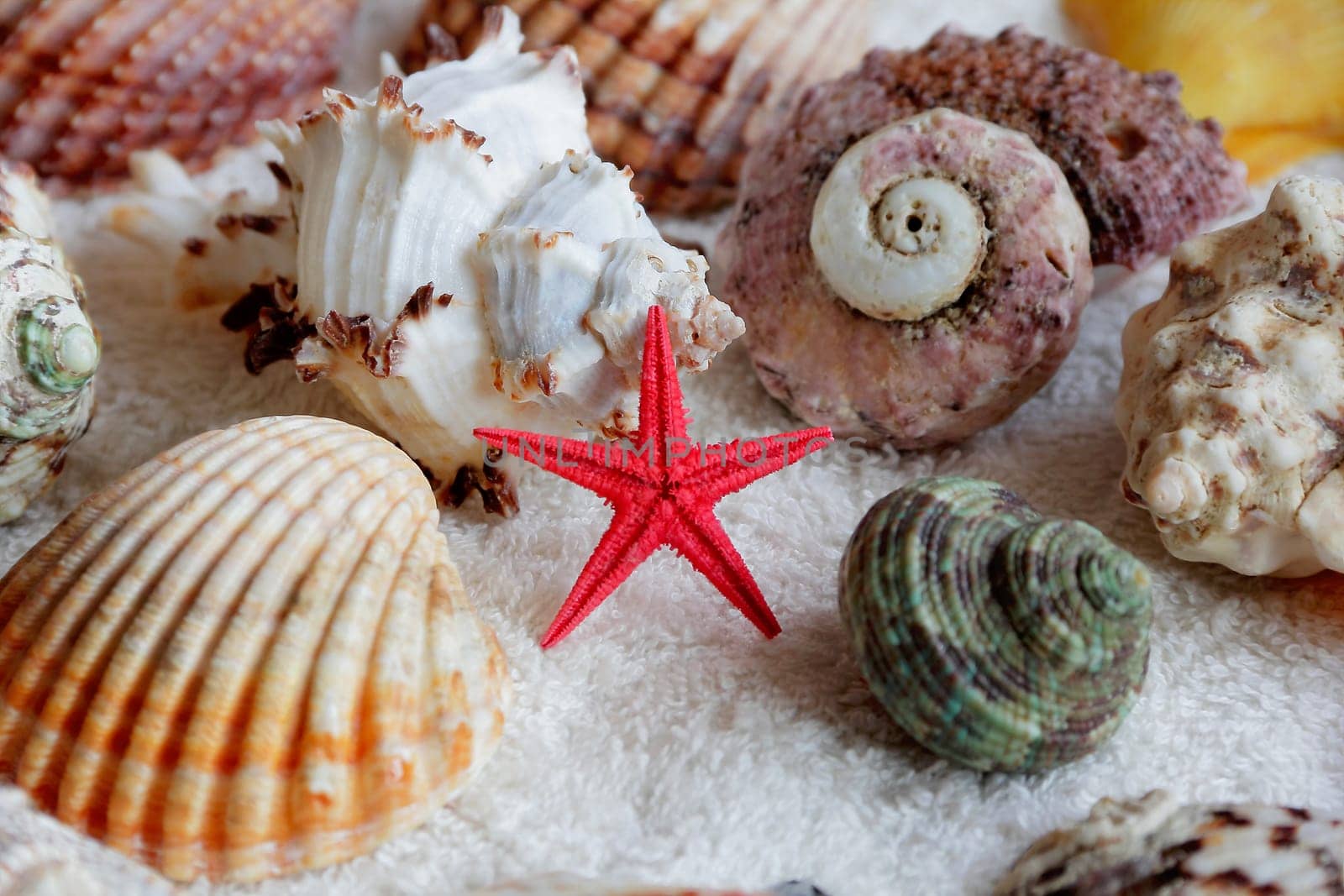 Image of seashells and starfish on white towel