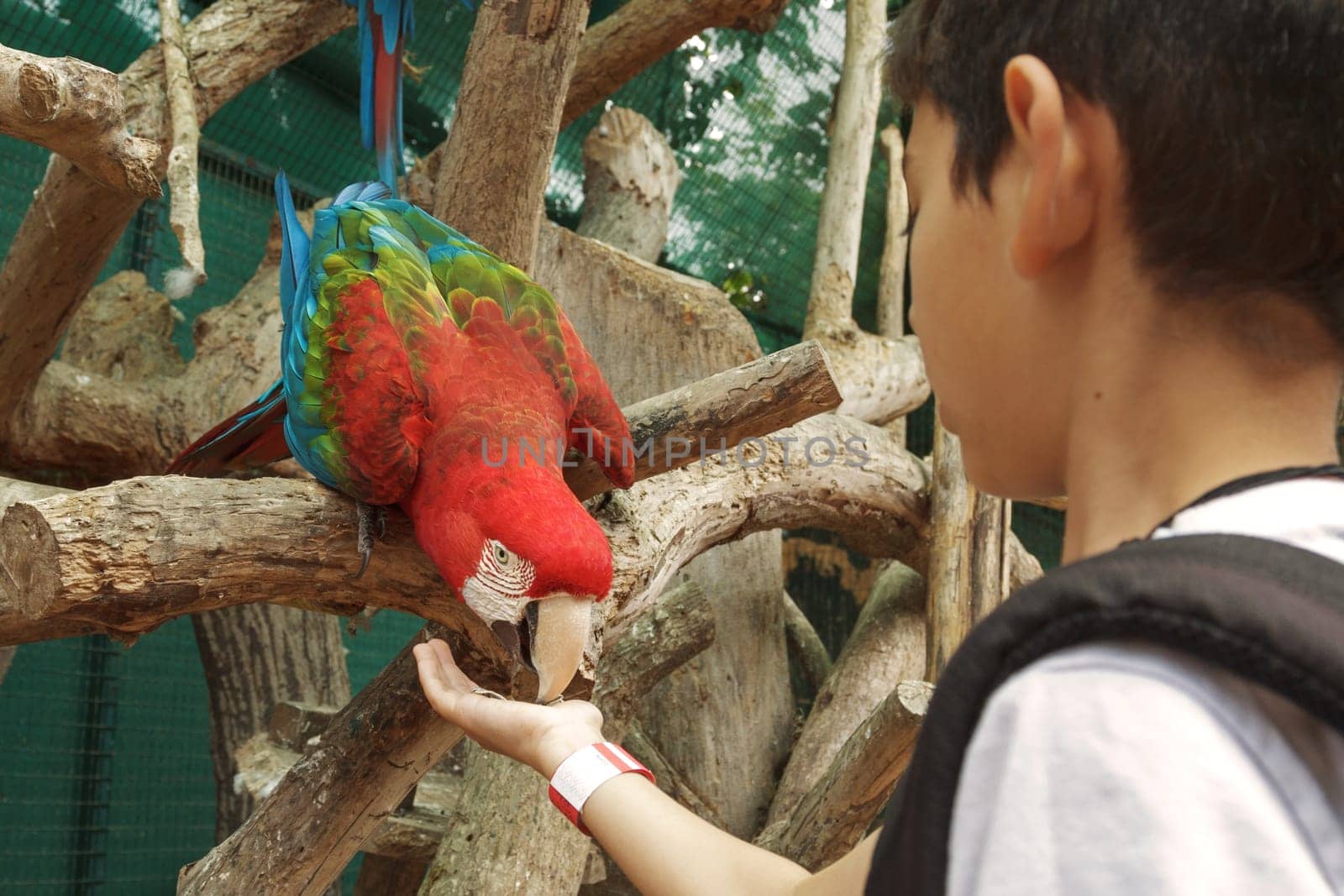 Young boy feeding parrot from the hand.