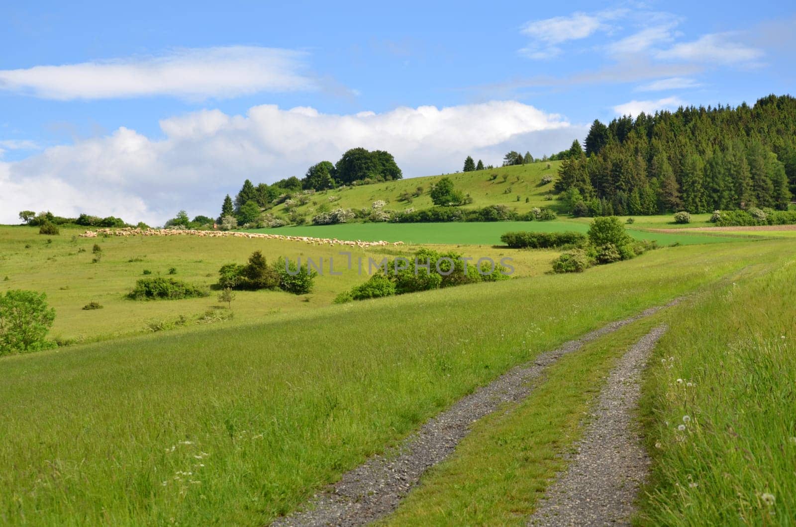 Flock of sheep in Thuringia (Rhön)