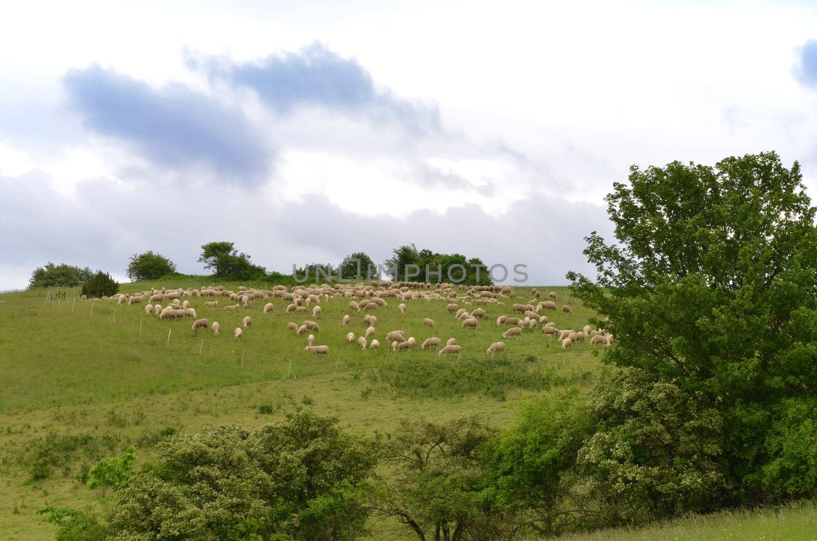Flock of sheep in Thuringia (Rhön)