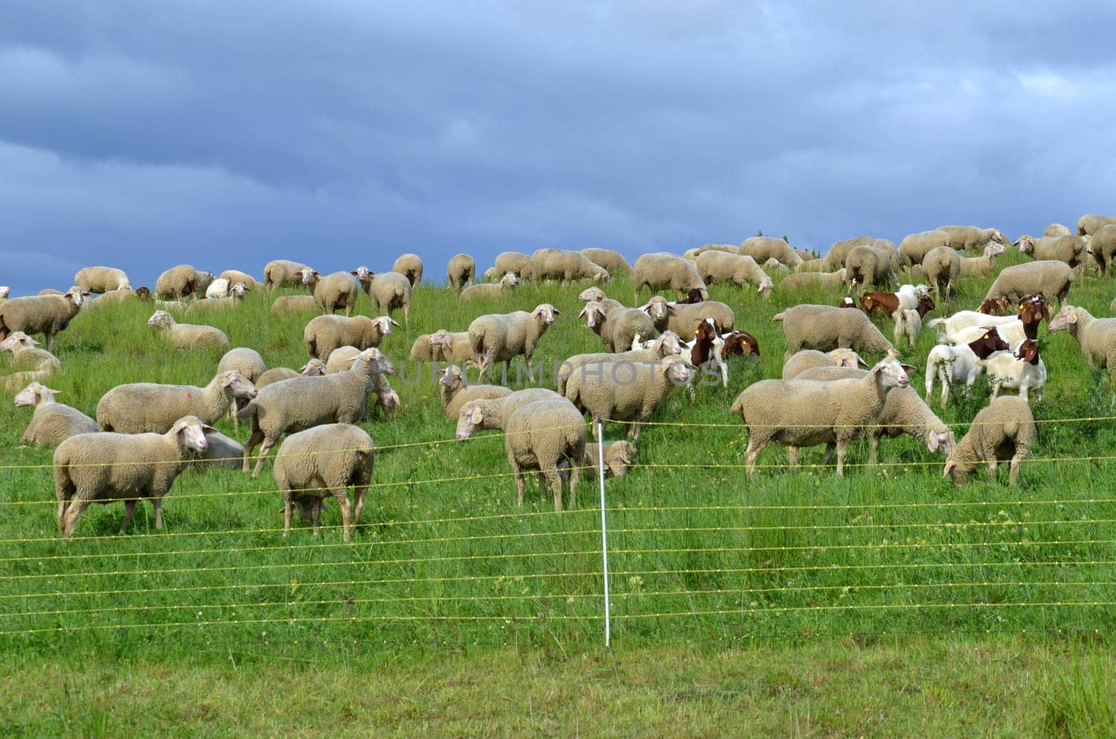 flock of sheep