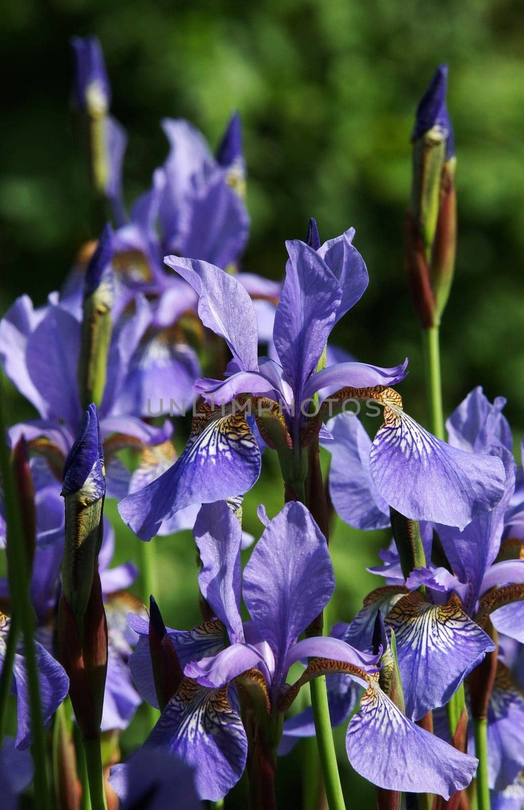 Blue lilies in a botanical garden