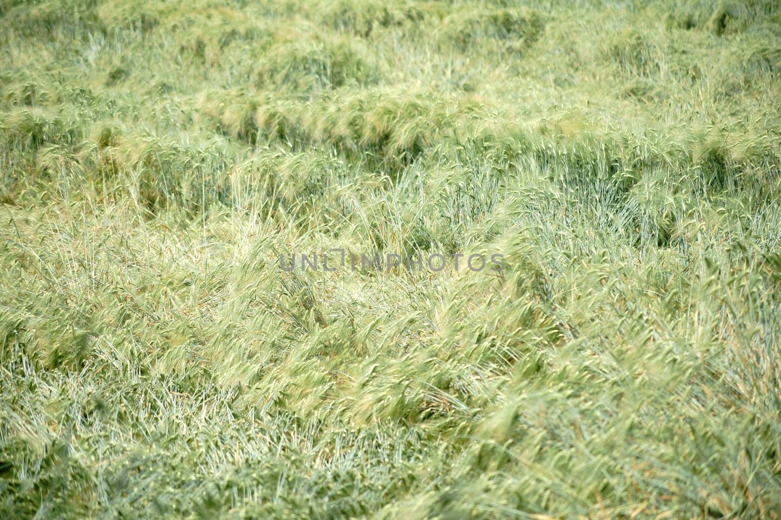 A fresh wheat field with an area of bent stalks.