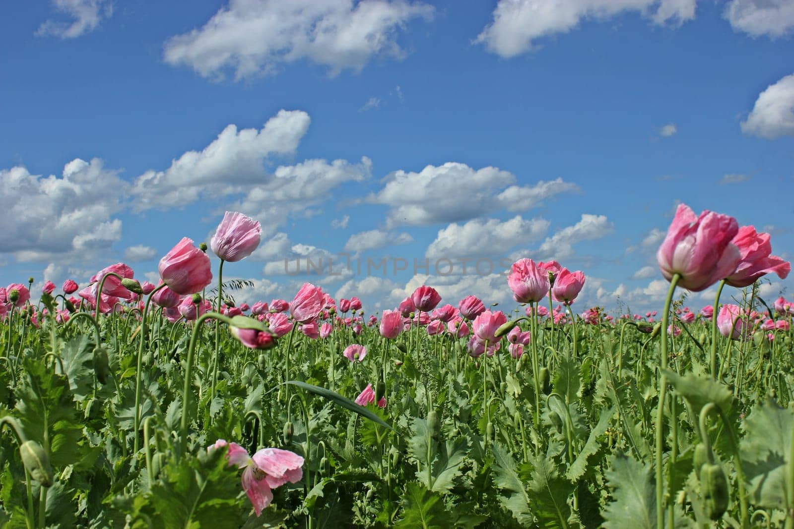 Opium poppy blossom (Papaver somniferum) in Germerode am Meißner