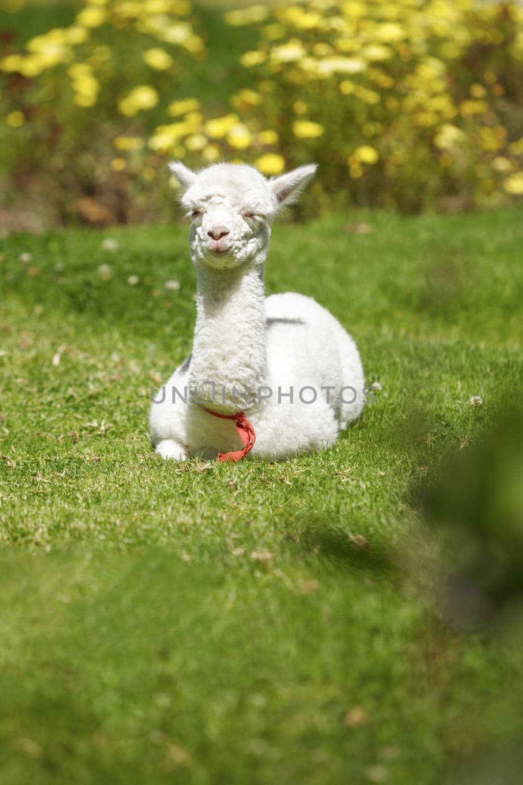 Baby llama laying down and taking the rest after feeding.