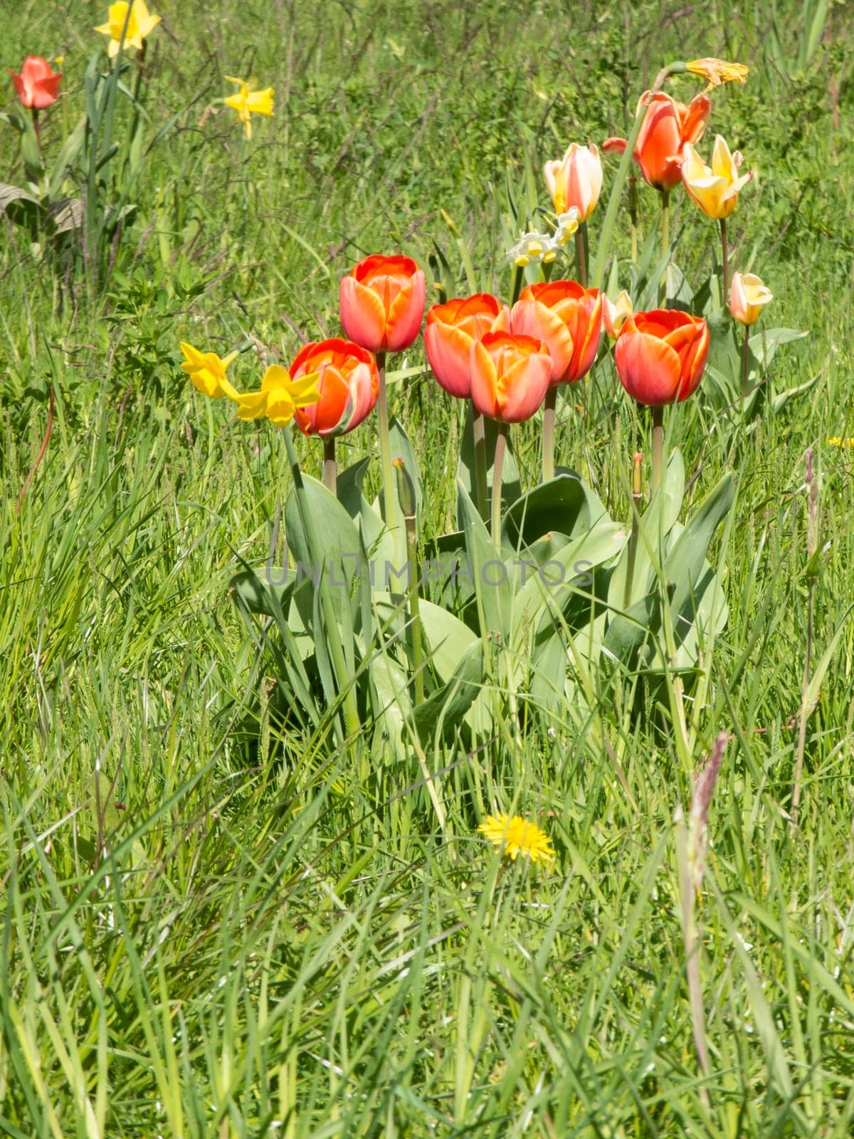 red and yellow tulips on a sunny meadow