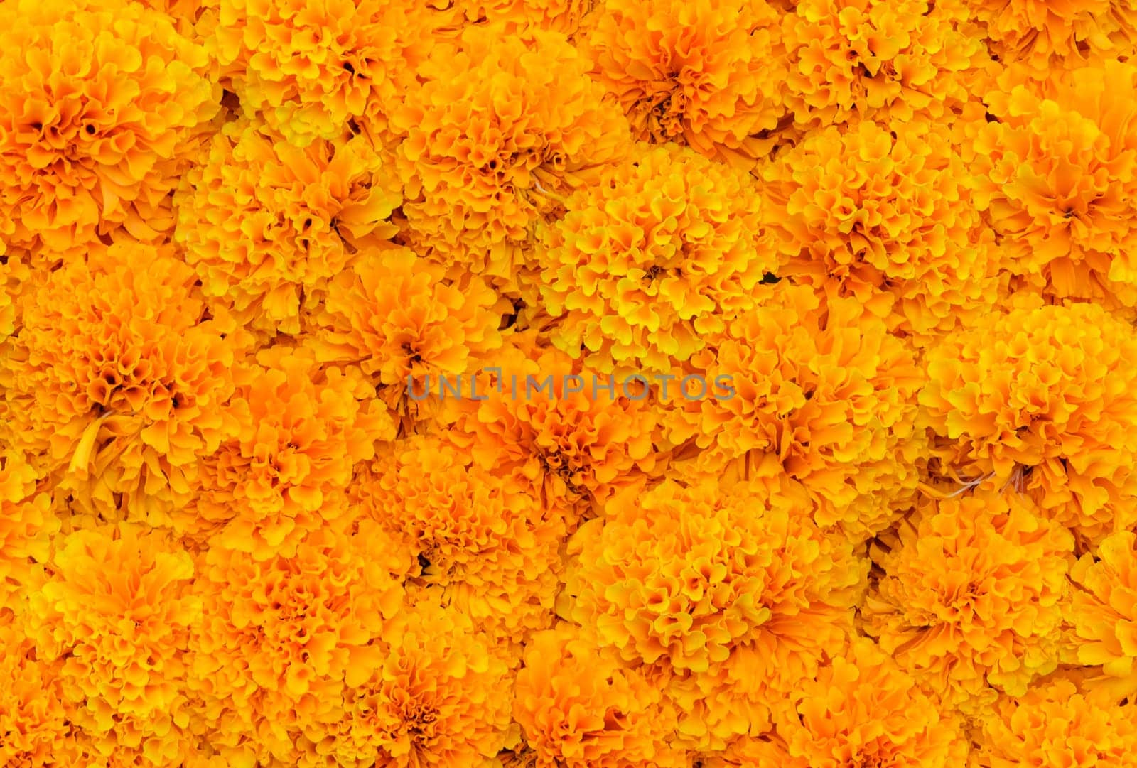 Orange Marigold flower or Tagetes flower pattern background