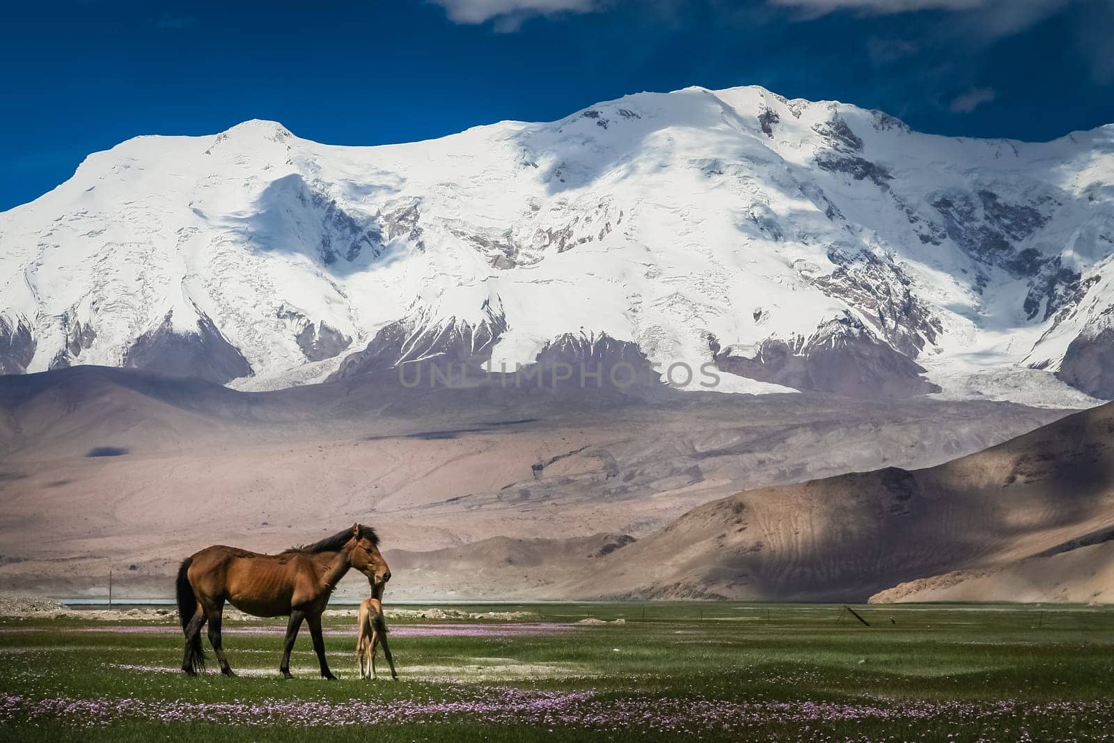 Mare and colt on a meadow in front of a snowcapped mountains in Karakorum, China