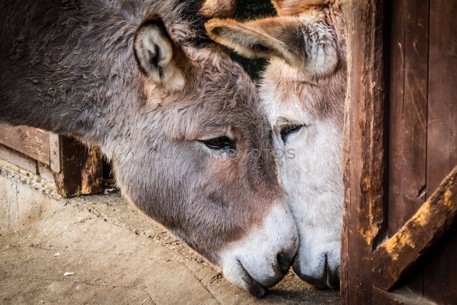 Two donkeys cuddling to each other in a barn on a farm