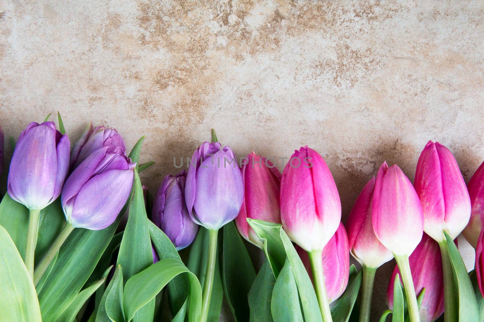 Pink and purple tulips with a stone background and copy space.