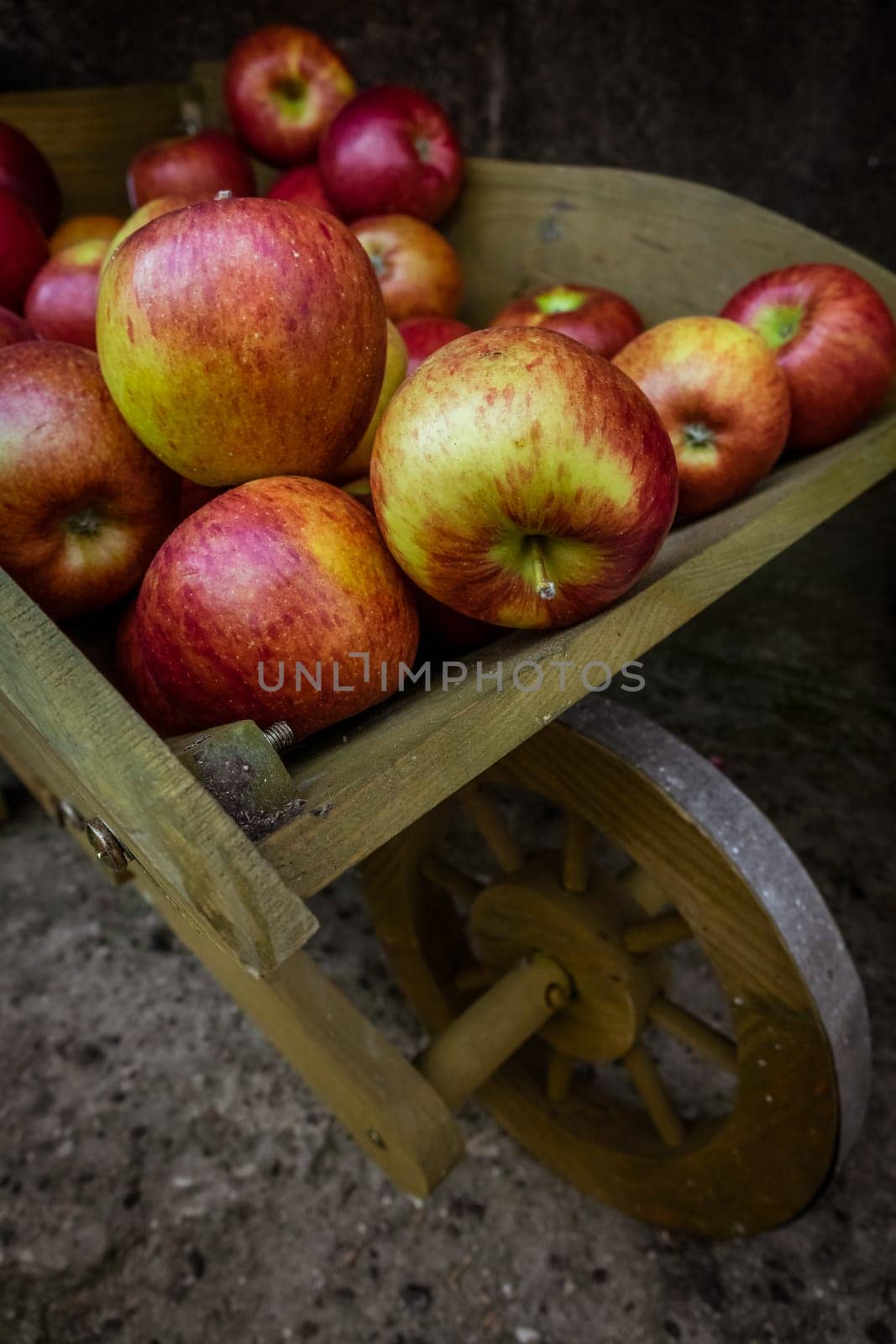 Fresh red yellow and green apples for sale stored in retro grunge wooden wheelbarrow in the market in a small Cornish town in England