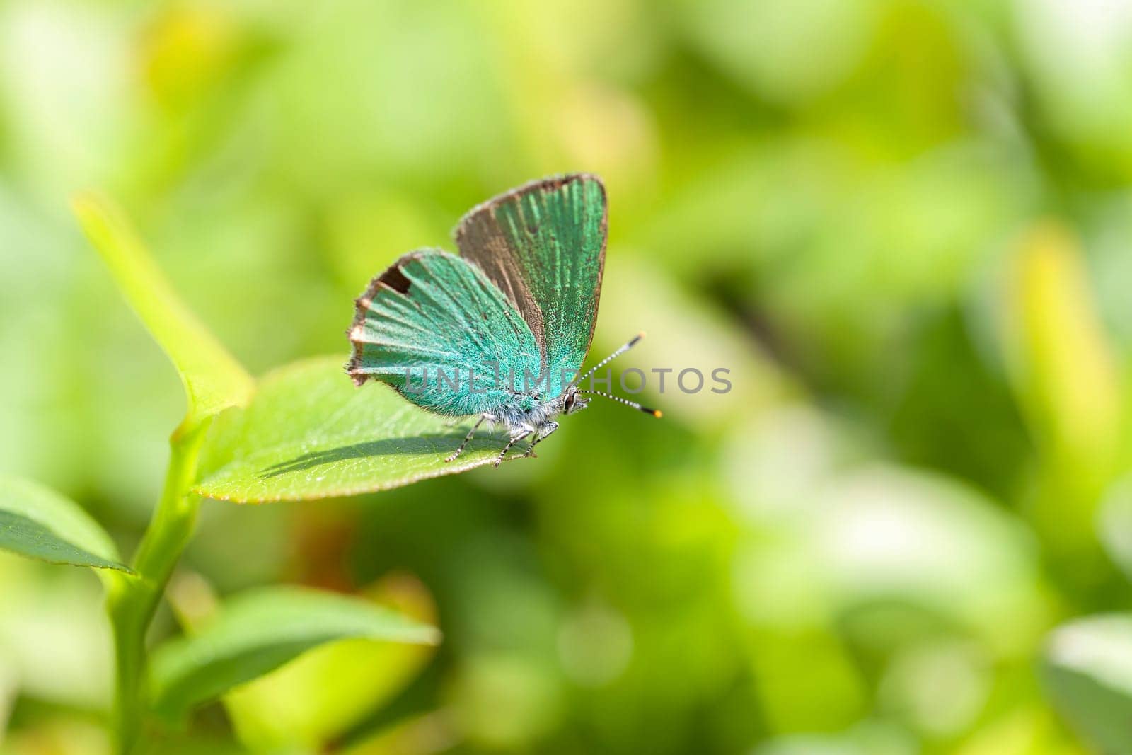 Blackberry butterfly (Green Spotted Butterfly) - Callophrys rubi in a macro image