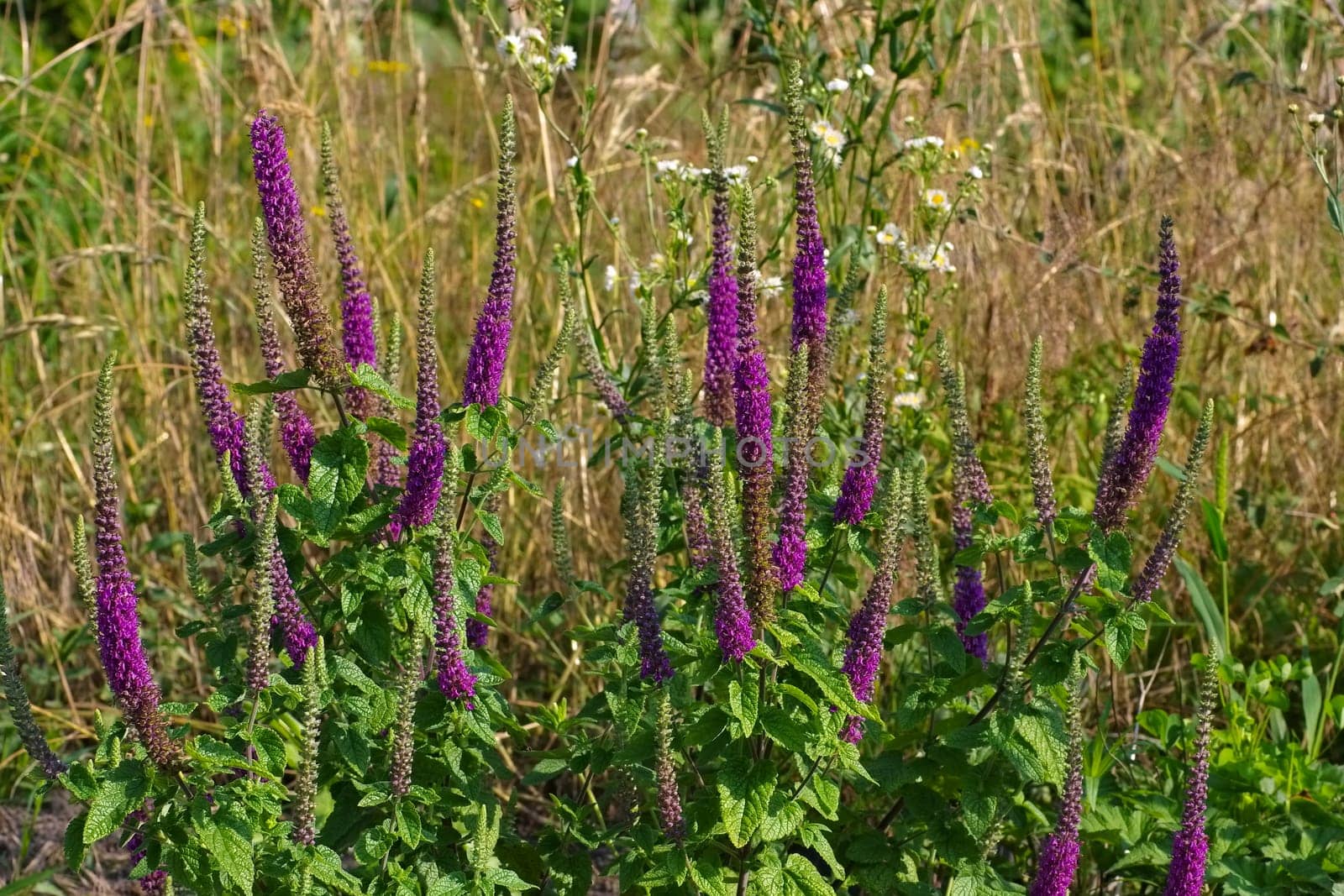 Caucasus gamander in summer - Teucrium hircanicum flower in summer,a mediterranean plant