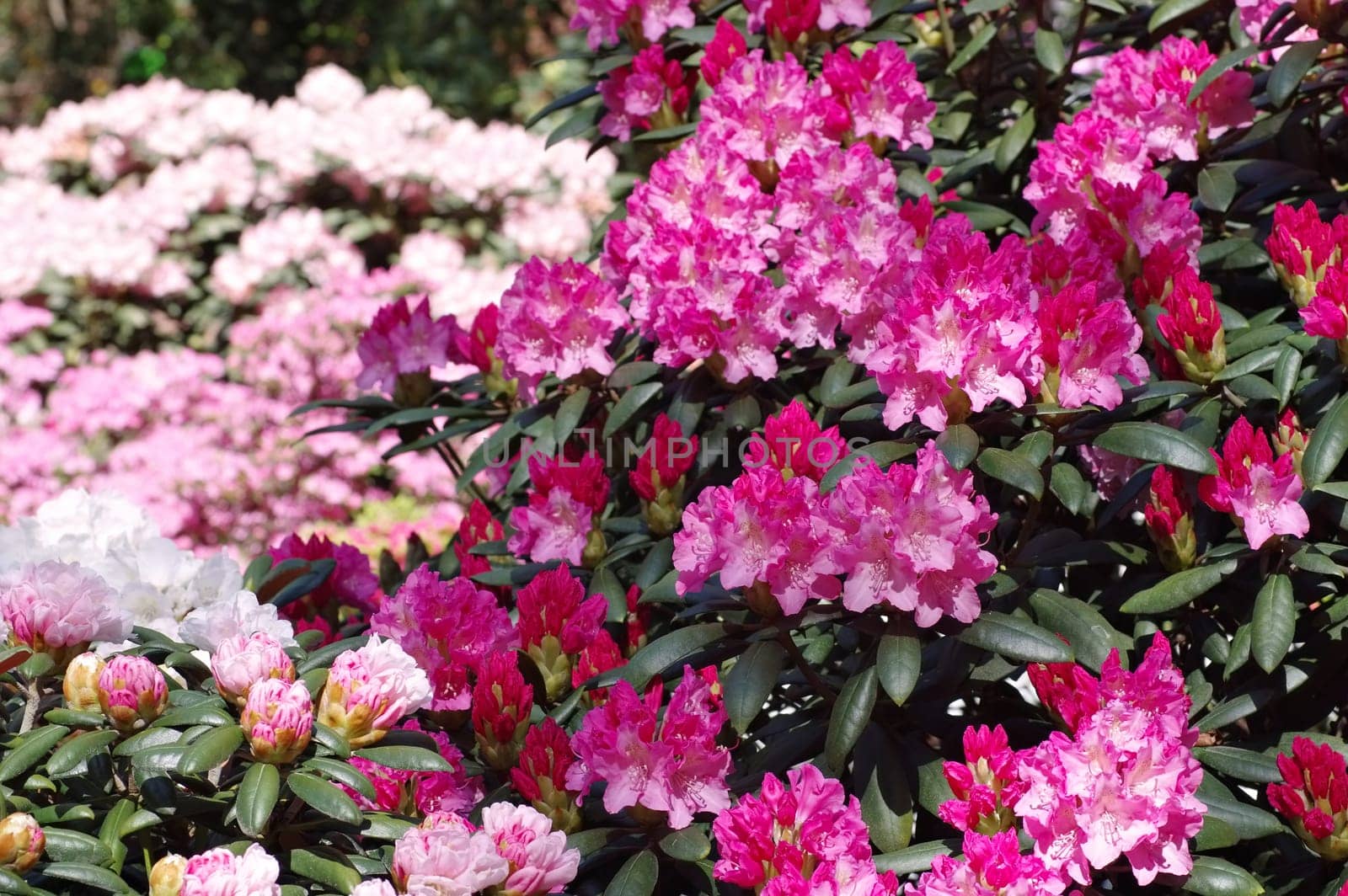 Rhododendron in spring - many Rhododendron plants in spring