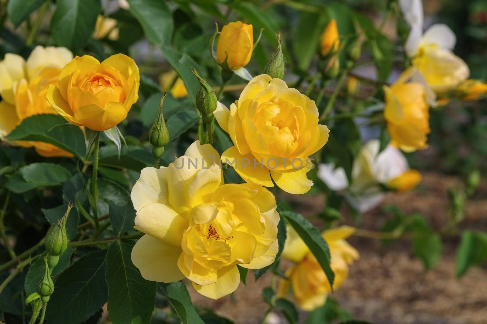 English ros of the variety Buttercup - yellow English Rose,called Buttercup