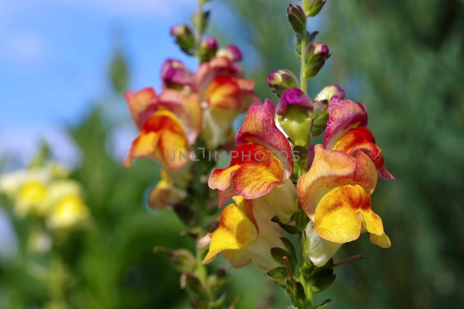 Snapdragon flowers in the summer garden - snapdragon flower in summer garden